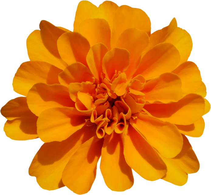 Orange Marigold Flower