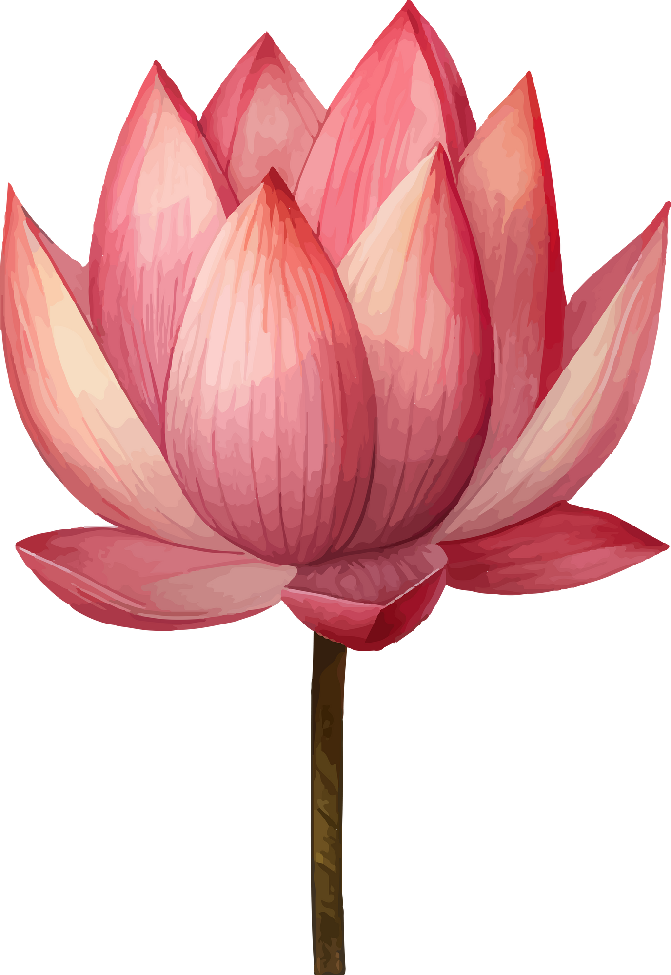 Beautiful Lotus Flower Watercolor