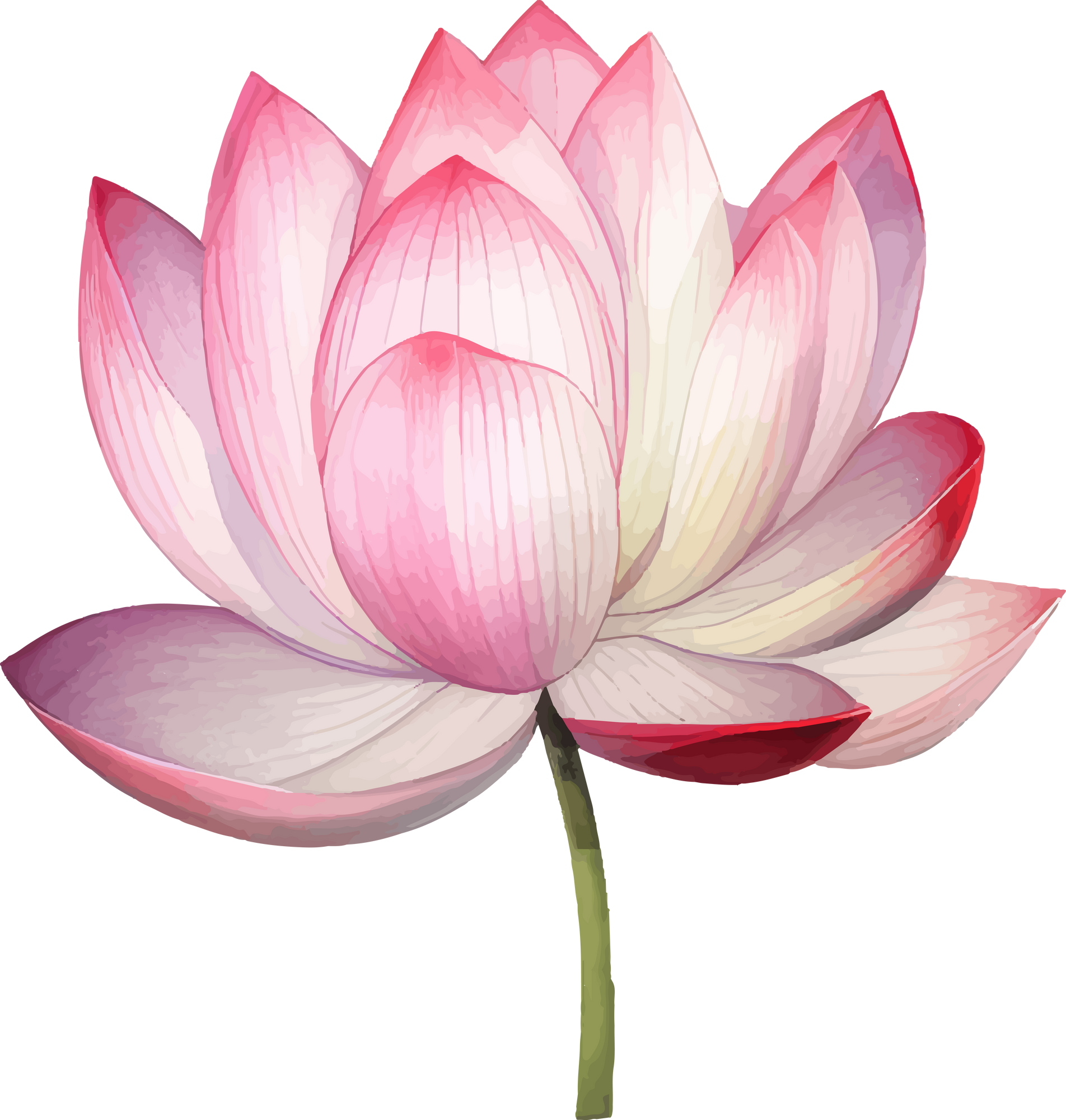 Beautiful Lotus Flower Watercolor